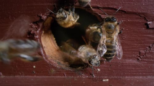 Macro Shot Entrance to the Wooden Beehive A Worker Bee Flies Out for Nectar in the Apiary