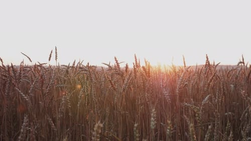 Wheat Field Background