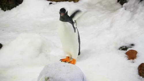 pingüino