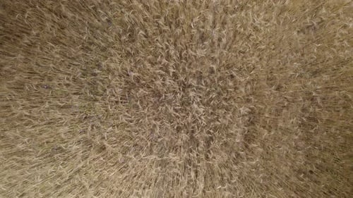 Top Down Ascending View of Golden Wheat Field, Vegetation and Agriculture Farm Landscape, Fertile Pr