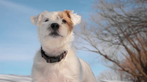 Cute Happy Jack Russell Terrier is Waiting for the Play in the Winter Forest with Excitement During