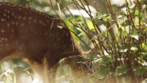 A fawn, baby deer, in forest, eating grass. A small cute deer in the woods. Animals in nature.