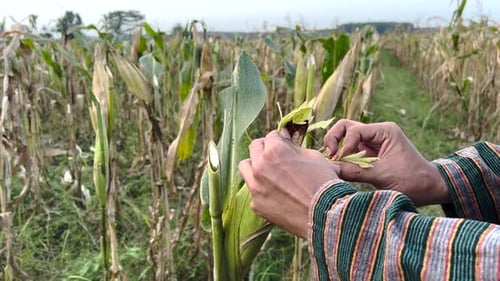 Die Hände eines Landwirts berühren die Maisanbauindustrie