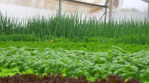 Green leafy Basil Kale and Lettuce plants in an Hydroponic growing setting