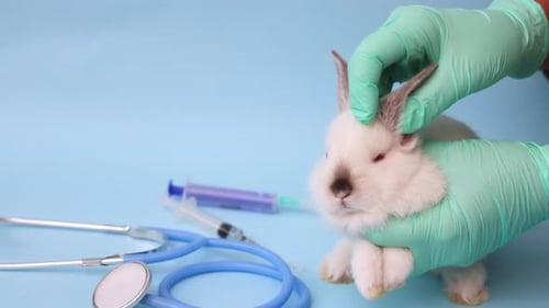 Bunny Being Examined in Medical Setting with Gloves