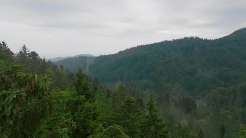 Aerial View of Foggy Forest Landscape in Mountains