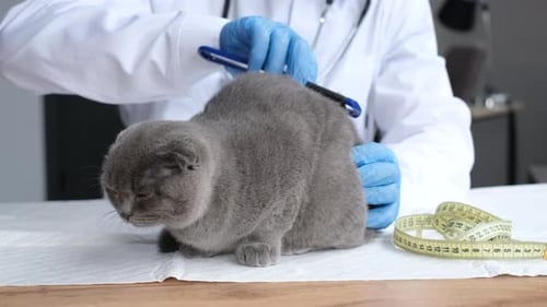 Hygienic Procedure of a Purebred Gray Cat in a Veterinary Clinic A Doctor Combs a Fluffy Cat