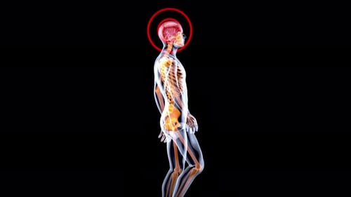 Conceptual vertical animation of a man's anatomy