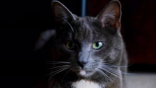 Grey Cat Portrait with Green Eyes Close-up