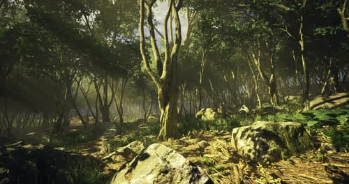 Sunlight Filters Through Trees in a Tranquil Forest During the Afternoon