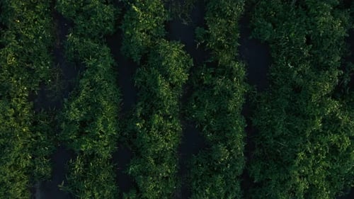 vegetable field top view, green beds