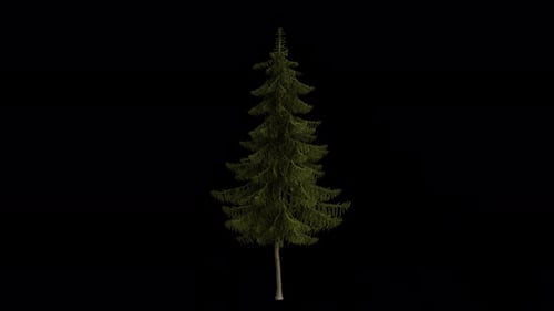 Picea Obovata Tree blowing in the wind. Wind blow Siberian Spruce tree. Alpha Channel.Loop Animation