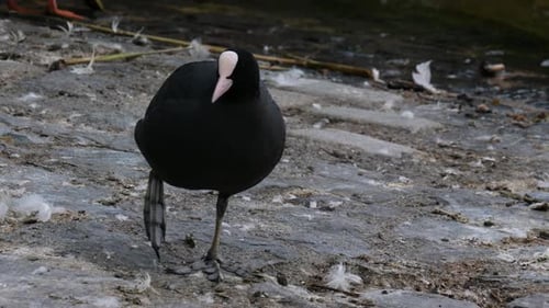 The Eurasian coot (Fulica atra), also known as common coot or Australian coot