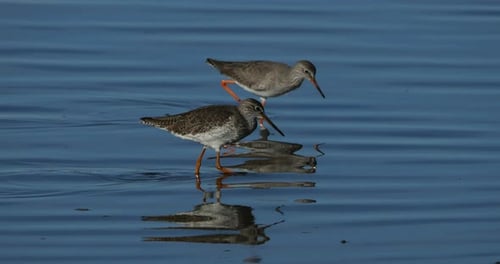 Common redshank redshank, the Camargue, France