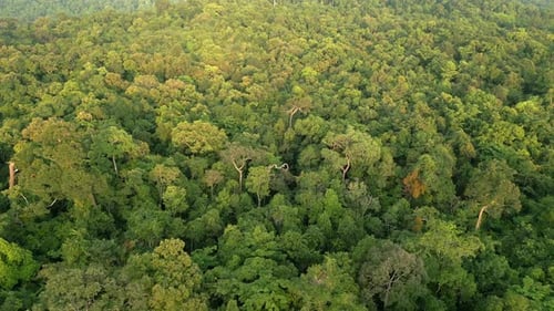 Aerial View of a Dense Tropical Rainforest in Thailand on Sunny Day