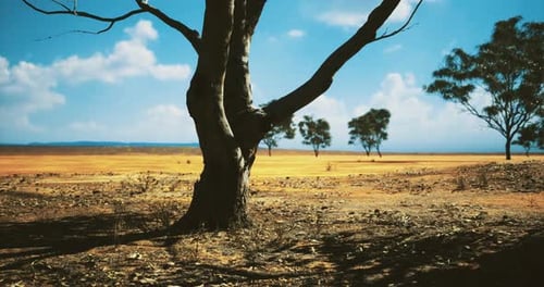 Dry Arid Landscape with Bare Tree under Blue Sky