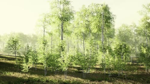 Green Birch Forest at Sunset