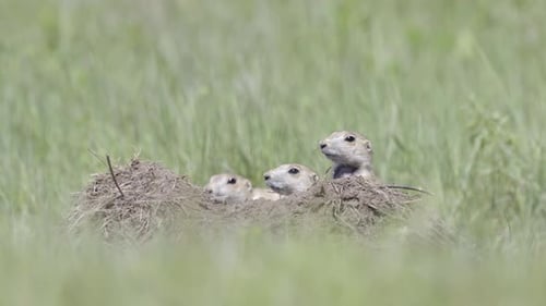 Prairie Dogs Peek Out of Their Burrow
