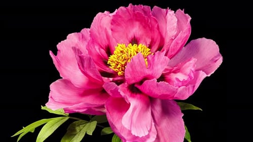 Pink Flower of Tree Peony Blooming in Time Lapse Close up on a Black Background with Alpha Matte