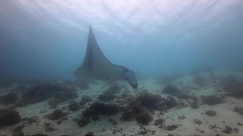 Manta ray swims across coral reef and drops their gills lobes for feeding.