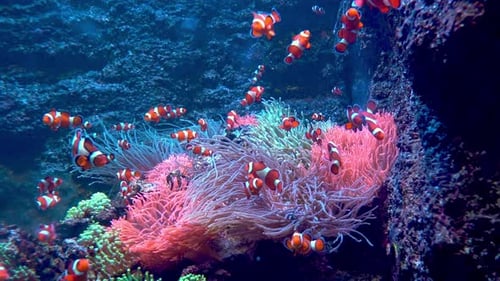 Redandwhite Striped Fish Clown Fish Swim Among Algae and Coral Reefs Ocean Floor Sea Life