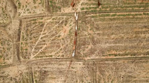 View of a Group of Brown Cows From the Sky