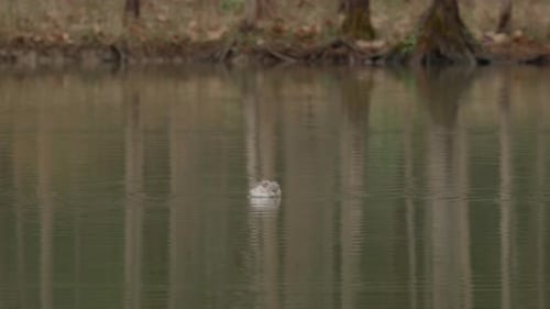 Little Grebe (Tachybaptus ruficollis) Swimming in the Waters 3