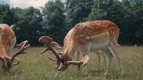 Deer Grazing Peacefully in a Sunny Meadow