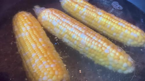 Corn on the Cob Boiling in Water