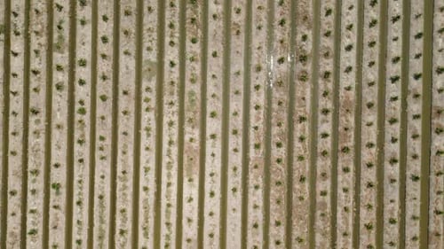 Birds Eye View of a Coconut Palms Field