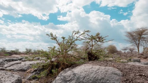 close up shot of some rocks and thorny plants in the hot savannah under a bright blue sky