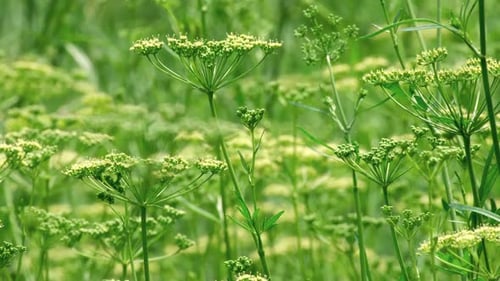 Blooming fennel or dill in the vegetable garden. Dill umbrellas in summertime