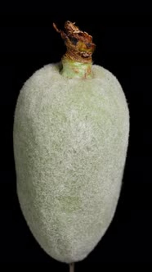 Vertical video. Green almond, cyclic rotation isolate on a black background.