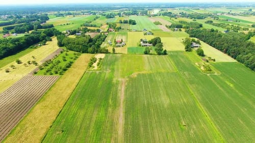 Village Field and forest in wild on sunrise. Country house in rural. Green fields and farmland. Vil