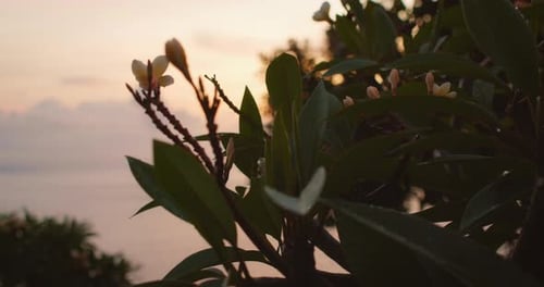 Frangipani flowers bloom in foreground during soft sunset against ocean in Nusa Penida Bali