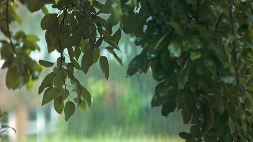 Rain On A Tree