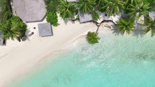 Aerial Top Down View Tropical White Sand Beach with Calm Turquoise Water and Palm Trees Under Blue