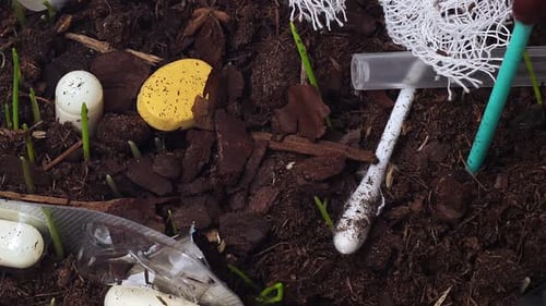 Littering Soil By Medical Waste Filmed in Forest Among Sprouting Grass in Macro Timelapse