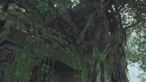 Slow Pan of Overgrown Ancient Jungle Temple