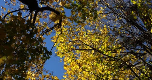Golden Autumn Leaves Against a Bright Blue Sky