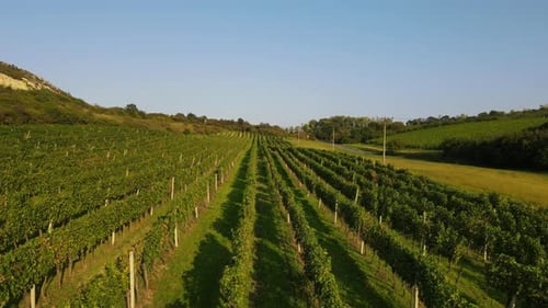 Aerial fly over view of a vineyard and surrounding hills with a farms in the background.