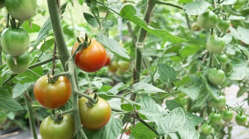 Fresh Organic Cherry Tomato Plants Growing In A Garden. Tracking Shot