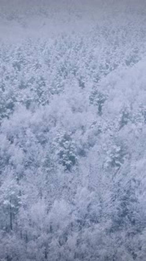 Beautiful Snowy White Forest In