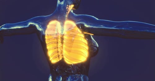 3D Human Lungs Breathing Cycle Medical Animation