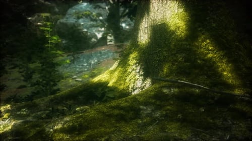 Tree with Moss on Roots in a Green Forest