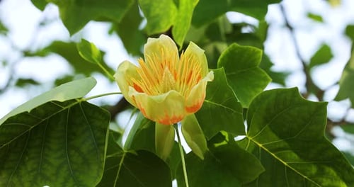 Close-up of a yellow tulip tree flower