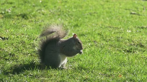 Gray Squirrel feeding on nuts food, in spring sunny day