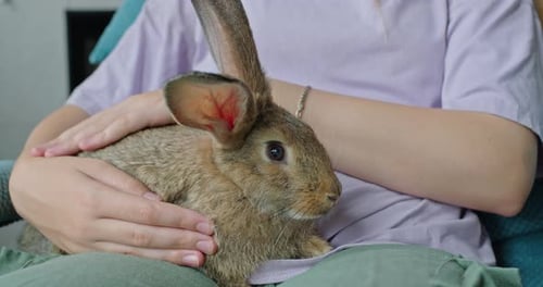 Young Person Lovingly Pets Rabbit Indoors