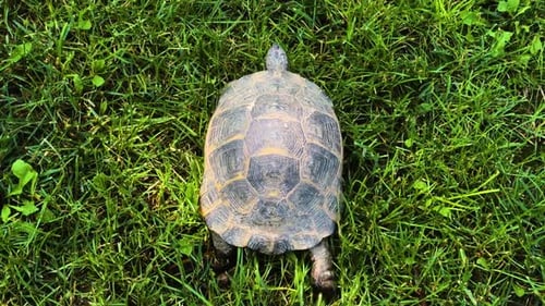 Eine Schildkröte, die langsam auf grünem Gras läuft