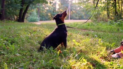 Dog Sitting in Green Grassy Park in Sunlight